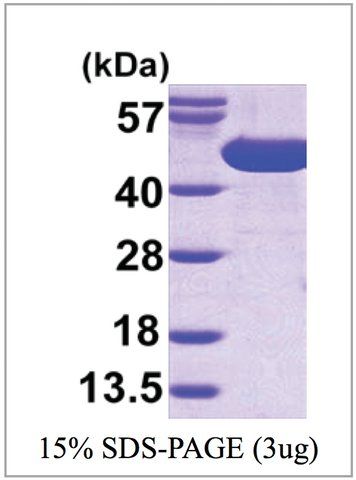 SurA from bacteria