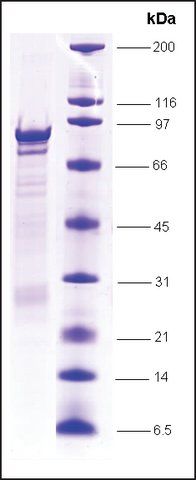 TFIIE, α (p56), α subunit, GST tagged human
