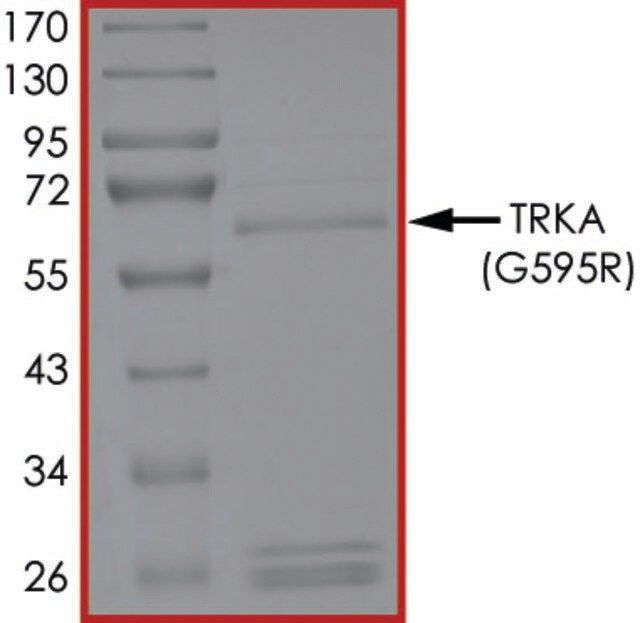 TRKA (G595R), Active