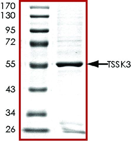 TSSK3, GST tagged human