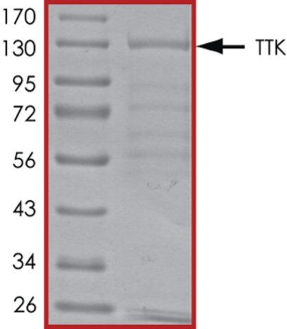 TTK, active, GST tagged human
