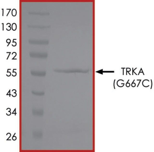 TRKA (G667C), Active