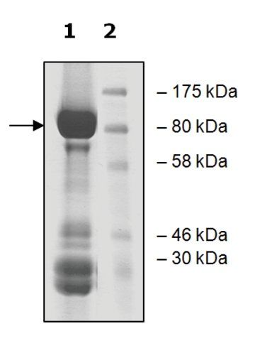 TRKC active human