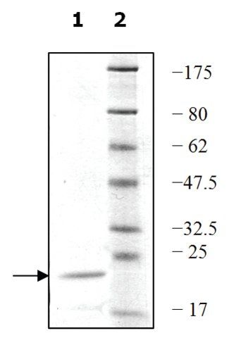 UEV1A active human