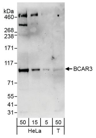 Rabbit anti-BCAR3 Antibody, Affinity Purified