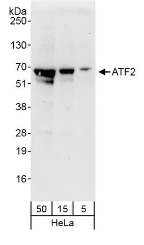 Rabbit anti-ATF2 Antibody, Affinity Purified