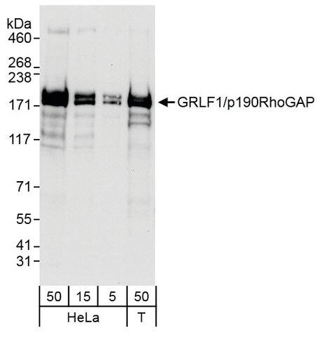 Rabbit anti-GRLF1/p190RhoGAP Antibody, Affinity Purified