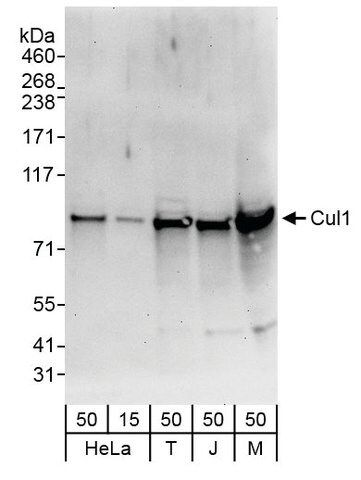 Rabbit anti-Cul1 Antibody, Affinity Purified