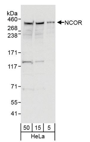 Rabbit anti-NCoR Antibody, Affinity Purified