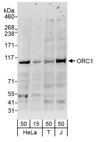 Rabbit anti-ORC1 Antibody, Affinity Purified