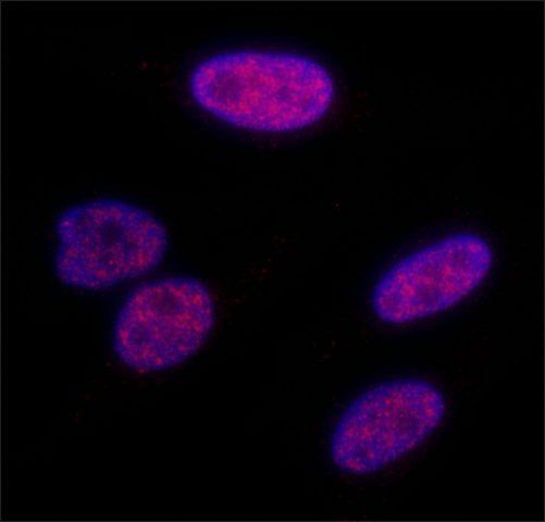 Rabbit anti-Phospho KAP-1 (S824) Antibody, Affinity Purified