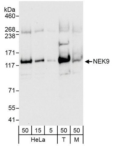 Rabbit anti-NEK9 Antibody, Affinity Purified