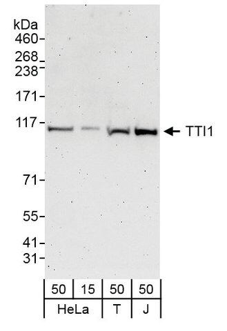 Rabbit anti-TTI1 Antibody, Affinity Purified