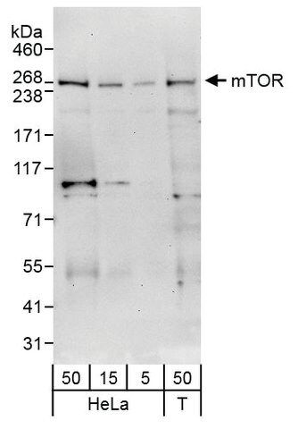 Rabbit anti-mTOR Antibody, Affinity Purified
