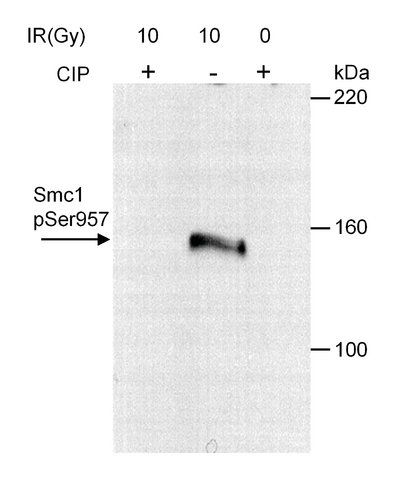 Rabbit anti-Phospho SMC1 (S957) Antibody, Affinity Purified