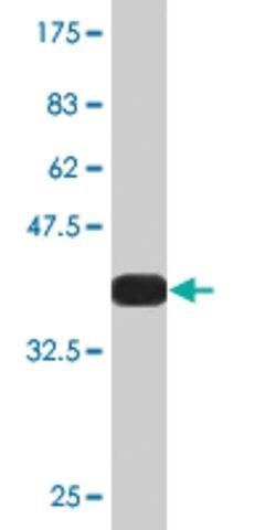 Monoclonal Anti-TNFRSF6B antibody produced in mouse