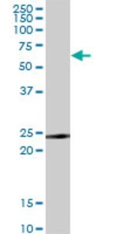 Monoclonal Anti-TNFRSF18 antibody produced in mouse