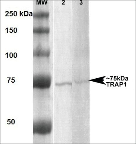Monoclonal Anti-Trap1-RPE antibody produced in mouse