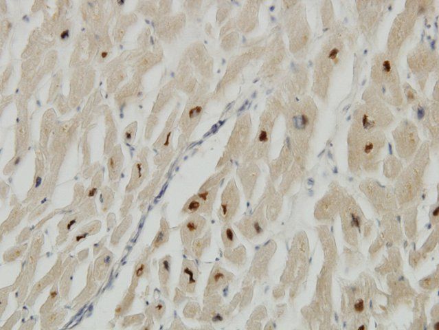 Monoclonal Anti-TTN antibody produced in mouse