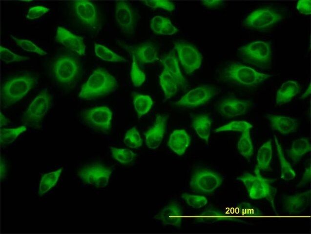 Monoclonal Anti-TUBA6 antibody produced in mouse