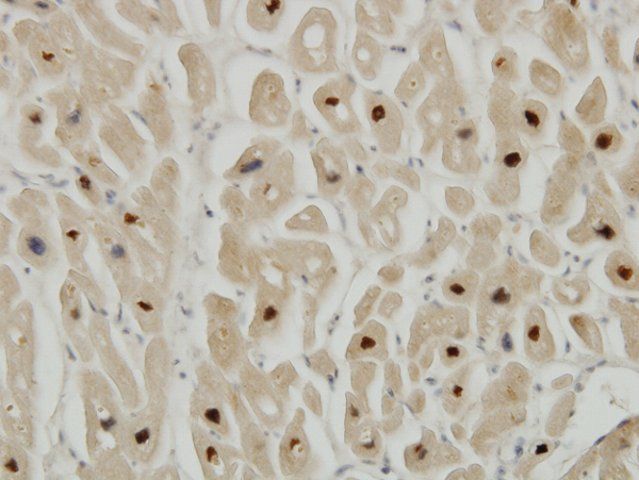 Monoclonal Anti-TTN antibody produced in mouse