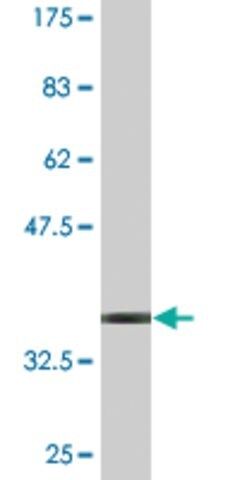 Monoclonal Anti-TSPAN1 antibody produced in mouse