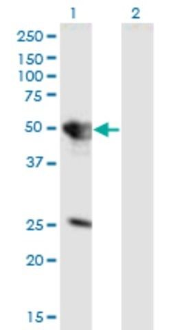 Monoclonal Anti-TUFT1 antibody produced in mouse