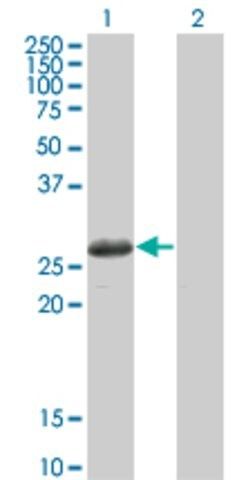Monoclonal Anti-TSSK3 antibody produced in mouse