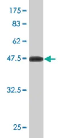Monoclonal Anti-UBE2S antibody produced in mouse