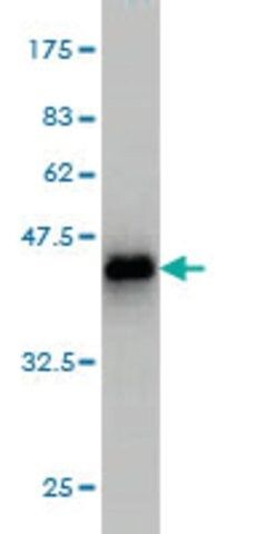 Monoclonal Anti-TTN antibody produced in mouse
