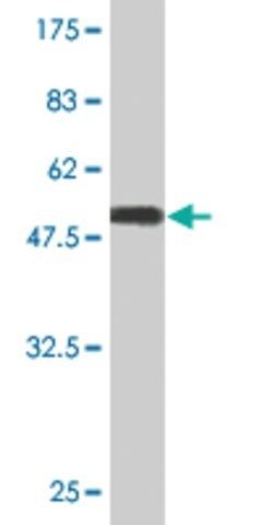 Monoclonal Anti-TWSG1 antibody produced in mouse