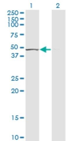 Monoclonal Anti-TUFM, (C-terminal) antibody produced in mouse