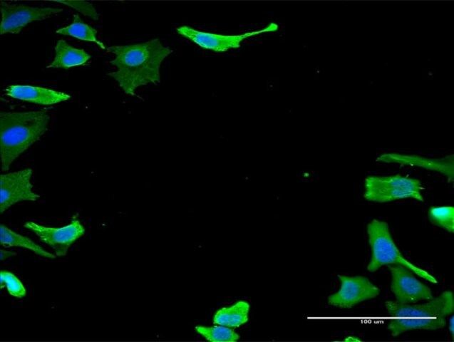 Monoclonal Anti-TUBA1B antibody produced in mouse