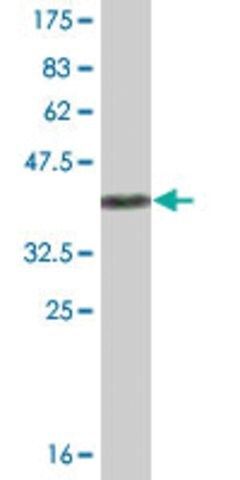 Monoclonal Anti-UBL4A antibody produced in mouse