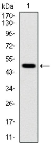 Monoclonal Anti-TUBA8 antibody produced in mouse