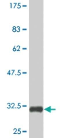 Monoclonal Anti-TXNDC3 antibody produced in mouse