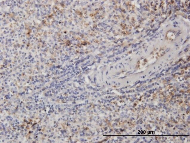 Monoclonal Anti-TUBB2A antibody produced in mouse