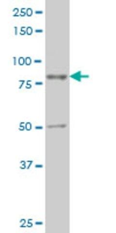 Monoclonal Anti-TTF2 antibody produced in mouse