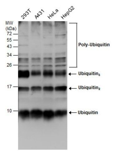 Monoclonal Anti-Ubiquitin antibody produced in mouse