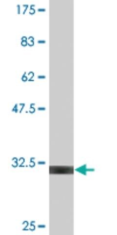 Monoclonal Anti-UCP1 antibody produced in mouse