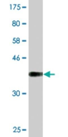 Monoclonal Anti-U2AF1 antibody produced in mouse