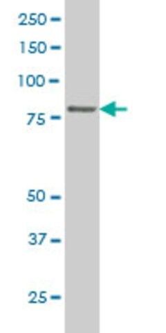 Monoclonal Anti-TTF2 antibody produced in mouse