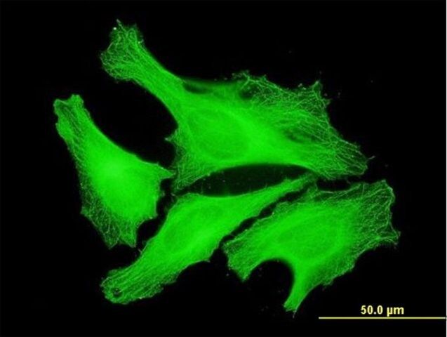 Monoclonal Anti-TUBA1 antibody produced in mouse