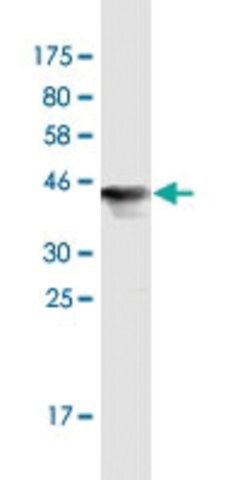 Monoclonal Anti-UBE2M antibody produced in mouse