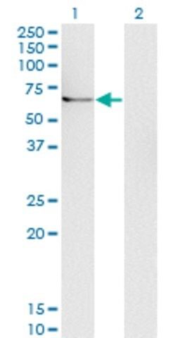 Monoclonal Anti-UBQLN1 antibody produced in mouse