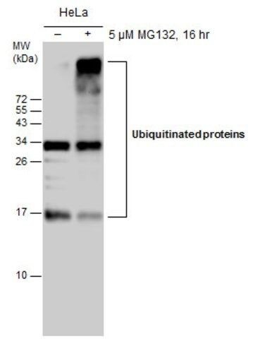 Monoclonal Anti-Ubiquitin antibody produced in mouse
