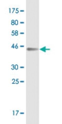 Monoclonal Anti-UBD antibody produced in mouse