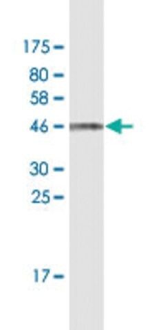 Monoclonal Anti-UBL4B antibody produced in mouse
