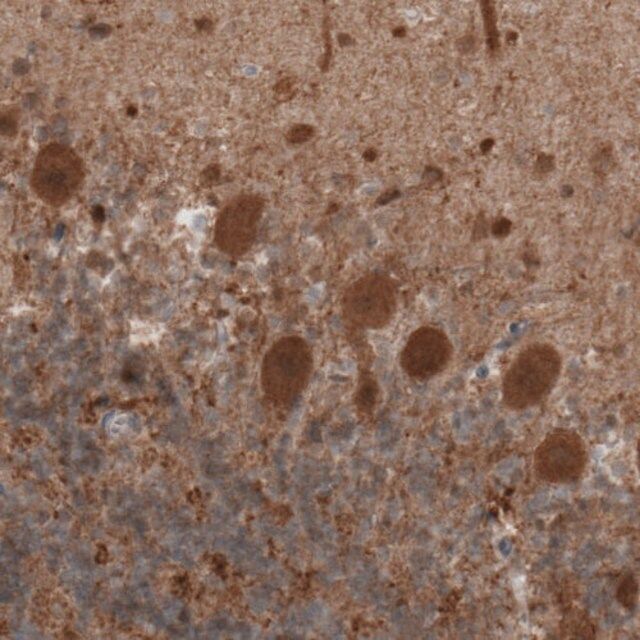 Monoclonal Anti-UCHL1 antibody produced in mouse