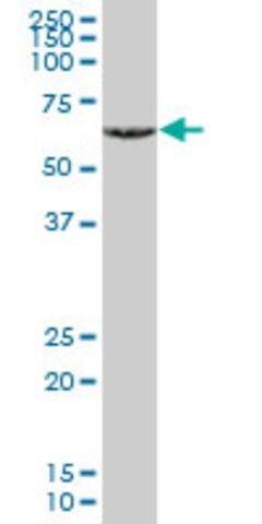 Monoclonal Anti-TBX21 antibody produced in mouse